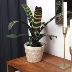 Zebra Plant In Decorative Pot -Garden Plant Store zebra jute 4